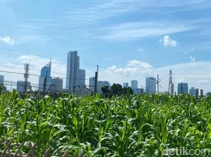 Pemandangan Tak Biasa: Kebun Jagung di Tengah Jakarta