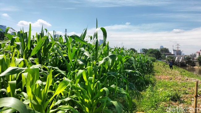Pemandangan Tak Biasa: Kebun Jagung di Tengah Jakarta