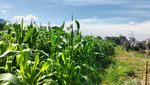 Potret Kebun Jagung di Tengah Himpitan Gedung Tanah Abang