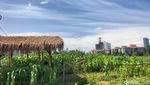 Potret Kebun Jagung di Tengah Himpitan Gedung Tanah Abang
