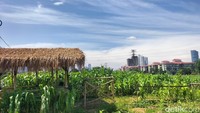 Mereka mangatakan kebun jagung tersebut telah ada sejak bulan Desember 2024 lalu. Saat itu kebun jagung belum setinggi ini dan selebat itu. (Maulani Mulianingsih/detikcom)