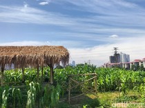 Potret Kebun Jagung di Tengah Himpitan Gedung Tanah Abang
