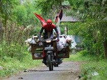 Jualan Sayur Pakai Kostum Spriderman, Omzet Tembus Rp 1,5 Juta/Hari