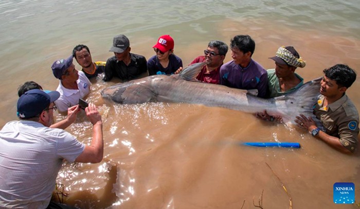 Lele raksasa Sungai Mekong