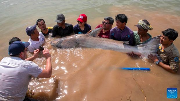 Lele raksasa Sungai Mekong Lele raksasa Sungai Mekong