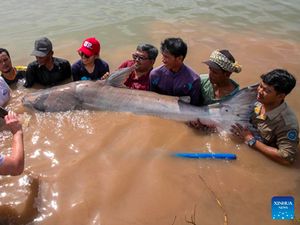 Ratusan Lele Raksasa Langka Diselamatkan dari Jaring Nelayan