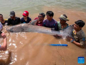 Ratusan Lele Raksasa Langka Diselamatkan dari Jaring Nelayan