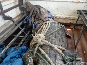 Buaya Masuk Permukiman saat Banjir Makassar Dibawa ke Wisata Cimory Gowa