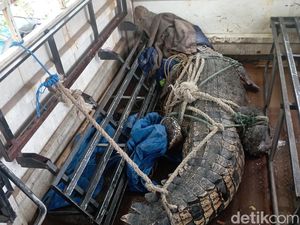 Buaya yang Gigit Pawang sampai Patah Tulang Bakal Dipindah ke Luar Sulsel