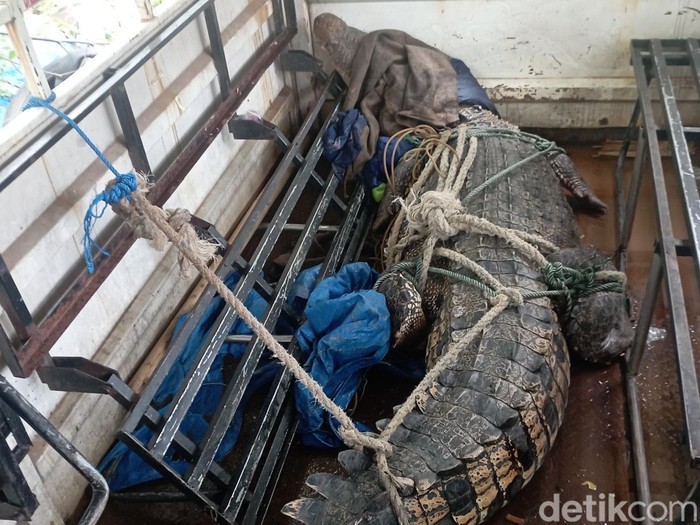 Penampakan buaya yang dievakuasi di Tamangapa Makassar.