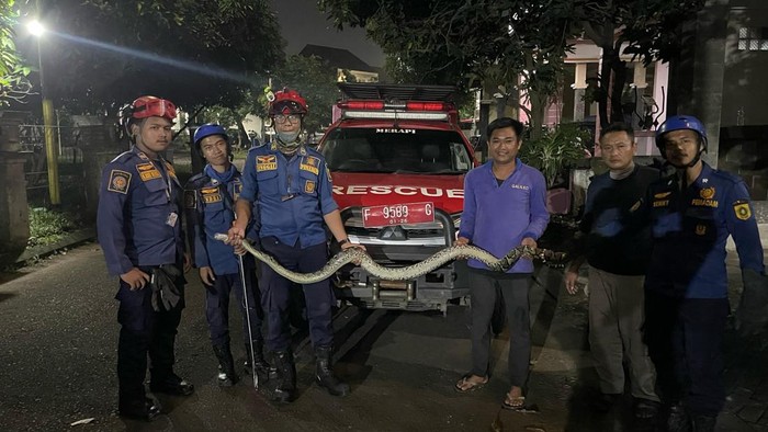 Seekor ular sanca berukuran 3 meter memasuki kamar mandi rumah warga di Gunung Putri, Bogor saat tengah malam. Ular tersebut membuat penghuni ketakutan. (dok Damkar Kabupatan Bogor)