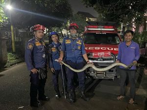 Ngeri! Sanca 3 Meter Masuk Bak Mandi Warga Bogor Tengah Malam