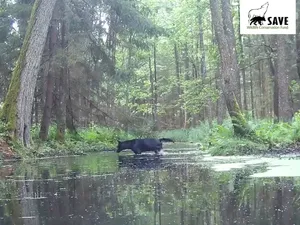 Serigala Hitam Langka Tertangkap Kamera