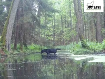 Serigala Hitam Langka Tertangkap Kamera