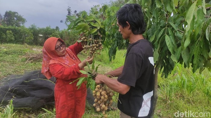 Serunya Petik dan Makan Buah Kelengkeng Sepuasnya di Agrowisata Sidoarjo