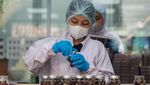 Sibuknya Pekerja Produksi Cokelat Jelang Hari Valentine 2025