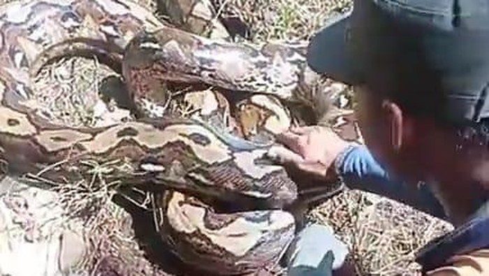 Ular piton berukuran 6 meter yang nyaris menerkam wanita di Polman.