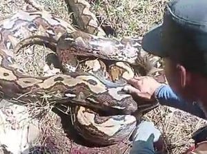 Wanita di Polman Nyaris Diterkam Ular Piton 6 Meter saat Bersihkan Kebun