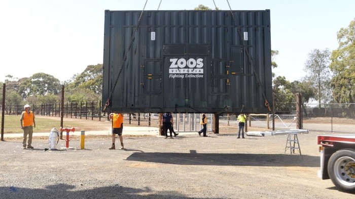 Upaya Kebun Binatang Australia Pindahkan Gajah-gajah ke Rumah Baru In this photo provided by Zoos Victoria on Thursday, Feb. 13, 2025, handler Tayla Newman interacts with female elephant calf Aiyara, at Melbourne Zoo, Australia, as they train in a shipping container before a herd of Asian elephants are moved from Melbourne Zoo to Werribee Open Range Zoo. (Jo Howell/Zoos Victoria via AP)