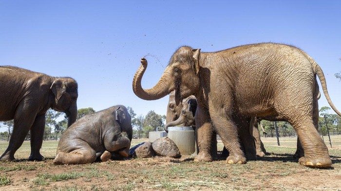 In this photo provided by Zoos Victoria on Thursday, Feb. 13, 2025, handler Tayla Newman interacts with female elephant calf Aiyara, at Melbourne Zoo, Australia, as they train in a shipping container before a herd of Asian elephants are moved from Melbourne Zoo to Werribee Open Range Zoo. (Jo Howell/Zoos Victoria via AP)