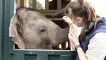 Upaya Kebun Binatang Australia Pindahkan 9 Gajah ke Rumah Baru