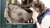 Kawanan itu terdiri dari satu gajah jantan dewasa, lima gajah betina dewasa, dan tiga anak gajah, semuanya berusia 2 tahun.  