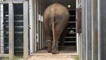 Upaya Kebun Binatang Australia Pindahkan 9 Gajah ke Rumah Baru