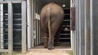 Gajah-gajah yang beratnya mencapai 23 metrik ton (25 ton AS) diberi obat penenang ringan untuk mengurangi stres mereka selama perjalanan 40 menit mereka. Gajah-gajah dewasa juga diikat di pergelangan kaki mereka untuk menjaga mereka tetap stabil di jalan.  