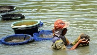 Warga mengais lumpur dari dasar sungai dan kemudian menyaringnya untuk mendapatkan cacing sutra (tubifex) di Sungai Ngrowo, Tulungagung, Jawa Timur, Kamis (13/2/2025).