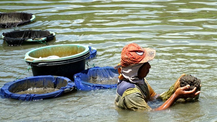 Berburu Cacing Sutra di Sungai Ngrowo Warga mengais lumpur dari dasar sungai dan kemudian menyaringnya untuk mendapatkan cacing sutra (tubifex) di Sungai Ngrowo, Tulungagung, Jawa Timur, Kamis (13/2/2025). Cacing sutra hasil perburuan selama kurang lebih empat jam mulai pukul 09.00 WIB hingga 13.00 WIB itu kemudian dijual dengan harga Rp6 ribu-Rp8 ribu per kaleng berkapasitas 0,3 liter untuk kebutuhan pakan hias. ANTARA FOTO/Destyan Sujarwoko/tom.