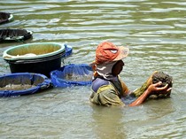 Berburu Cacing Sutra di Sungai Ngrowo