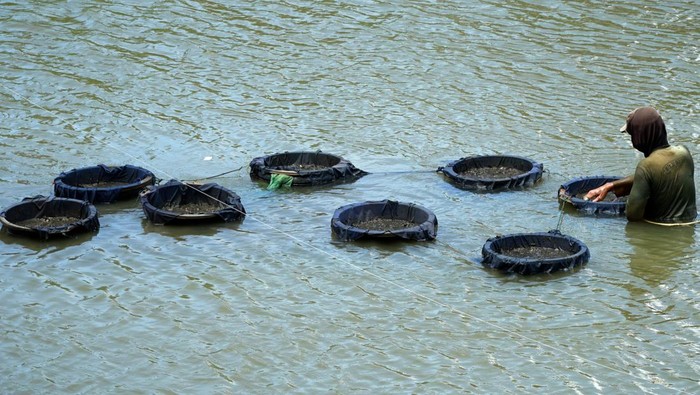 Berburu Cacing Sutra di Sungai Ngrowo Warga mengais lumpur dari dasar sungai dan kemudian menyaringnya untuk mendapatkan cacing sutra (tubifex) di Sungai Ngrowo, Tulungagung, Jawa Timur, Kamis (13/2/2025). Cacing sutra hasil perburuan selama kurang lebih empat jam mulai pukul 09.00 WIB hingga 13.00 WIB itu kemudian dijual dengan harga Rp6 ribu-Rp8 ribu per kaleng berkapasitas 0,3 liter untuk kebutuhan pakan hias. ANTARA FOTO/Destyan Sujarwoko/tom.