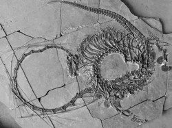 Ahli Paleontologi Temukan Fosil Naga Asli China yang Lengkap