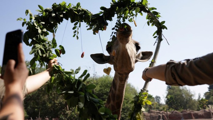 Workers at Buinzoo Biopark deliver a heart-shaped arrangement made of leaves to a giraffe ahead of Valentine's Day in Santiago, Chile February 13, 2025. REUTERS/Pablo Sanhueza