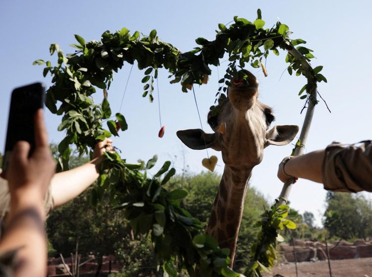 Hewan-hewan di Kebun Binatang Chile Juga Merayakan Hari Valentine