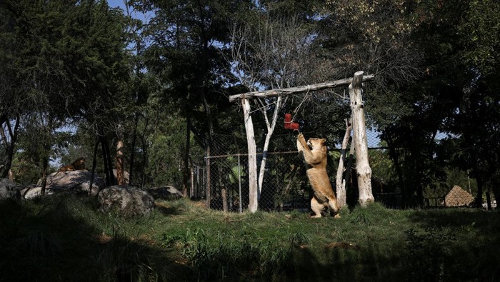 Workers at Buinzoo Biopark deliver a heart-shaped arrangement made of leaves to a giraffe ahead of Valentine's Day in Santiago, Chile February 13, 2025. REUTERS/Pablo Sanhueza