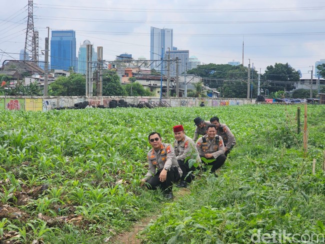 Pemandangan Tak Biasa: Kebun Jagung di Tengah Jakarta