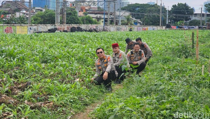 Kebun jagung di Tanah Abang diprediksi akan panen bulan Maret. Awalnya, lahan tersebut tidak digunakan dan dalam kondisi dipenuhi sampah (dok Istimewa)