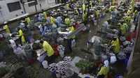 Bunga asal Kenya yang terkenal tahan lama juga populer di Rusia dan Amerika Serikat. Petani-petani Kenya rutin mengikuti pameran bunga terbesar di dunia, World Floral Expo di Los Angeles, AS.  