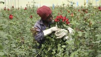 Seorang pekerja memetik mawar segar di perkebunan Bunga Isinya Roses Limited - Porini di Kabupaten Kajiado, Kenya.  