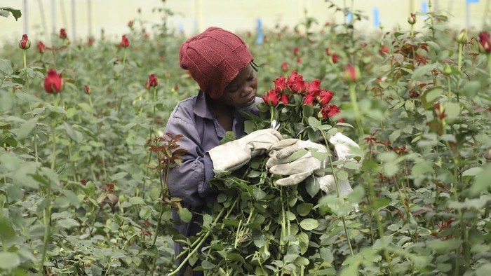 Kenya Jadi Salah Satu Pengekspor Bunga Mawar Terbesar di Dunia A worker picks roses at Isinya Roses Limited - Porini Flower farm in Kajiado County, Kenya Friday, Feb. 7, 2025. (AP Photo/Andrew Kasuku)