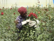 Kenya Jadi Salah Satu Pengekspor Bunga Terbesar di Dunia