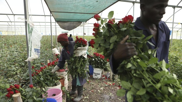 A worker picks roses at Isinya Roses Limited - Porini Flower farm in Kajiado County, Kenya Friday, Feb. 7, 2025. (AP Photo/Andrew Kasuku)