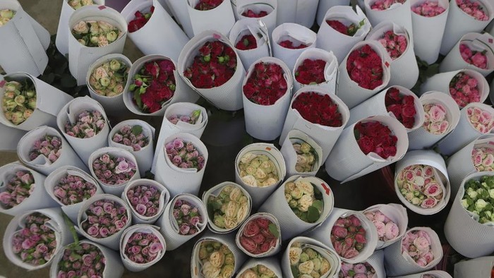A worker picks roses at Isinya Roses Limited - Porini Flower farm in Kajiado County, Kenya Friday, Feb. 7, 2025. (AP Photo/Andrew Kasuku)
