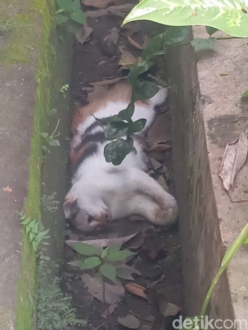 kucing mati massal di Kota Malang