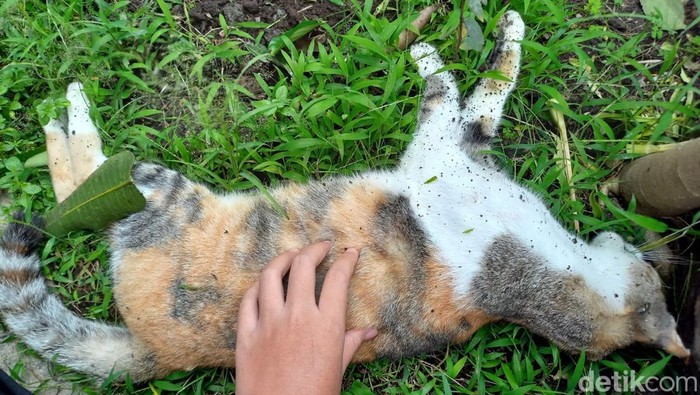 kucing mati massal di Kota Malang