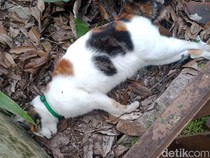 Geger Belasan Kucing di Malang Mati Mendadak, Kejang-Lidah Membiru