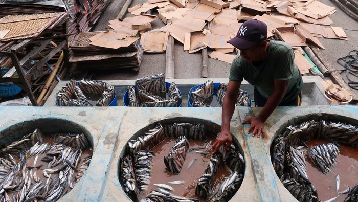 Pekerja memproses ikan beku menjadi ikan asin di Muncar, Banyuwangi, Jawa Timur, Jumat (14/2/2025). Perajin ikan asin di daerah tersebut mengaku mulai menggunakan ikan beku (Cold Storage) untuk memenuhi kebutuhan bahan bakunya karena kesulitan mendapatkan pasokan ikan segar dari nelayan yang tidak melaut akibat cuaca buruk. ANTARA FOTO/Budi Candra Setya/rwa.