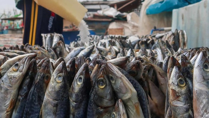 Mengintip Proses Pengolahan Ikan Beku Jadi Ikan Asin Pekerja memproses ikan beku menjadi ikan asin di Muncar, Banyuwangi, Jawa Timur, Jumat (14/2/2025). Perajin ikan asin di daerah tersebut mengaku mulai menggunakan ikan beku (Cold Storage) untuk memenuhi kebutuhan bahan bakunya karena kesulitan mendapatkan pasokan ikan segar dari nelayan yang tidak melaut akibat cuaca buruk. ANTARA FOTO/Budi Candra Setya/rwa.