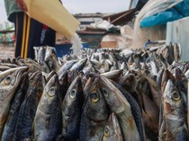 Mengintip Proses Pengolahan Ikan Beku Jadi Ikan Asin